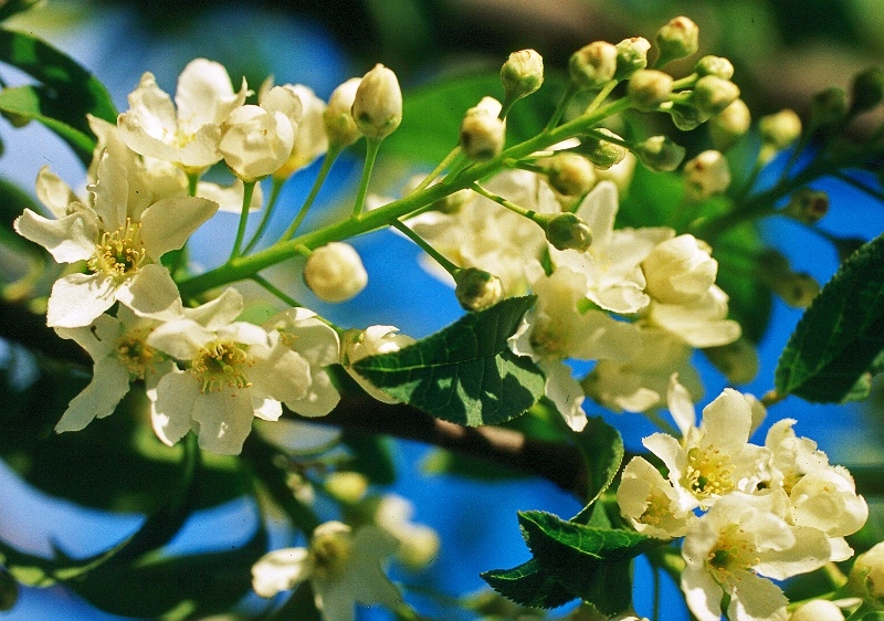 The flowers of Prunus padus Waterer