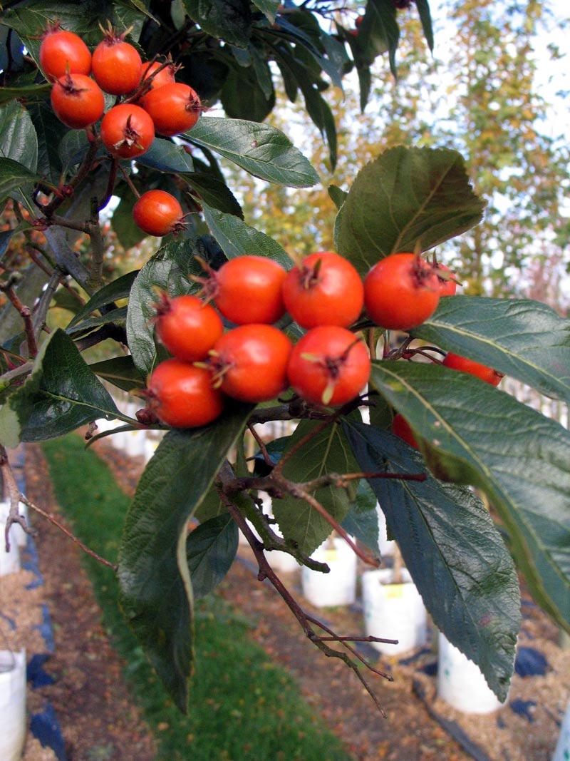 the orange/red berries of Crataegus x lavalleei Carrierei
