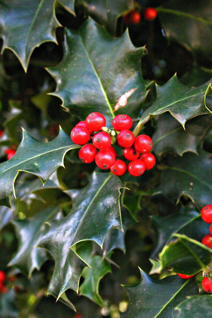 The bright red berries of Ilex aquifolium