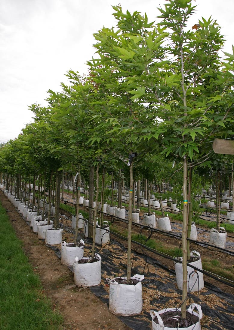 Platanus orientalis Minaret