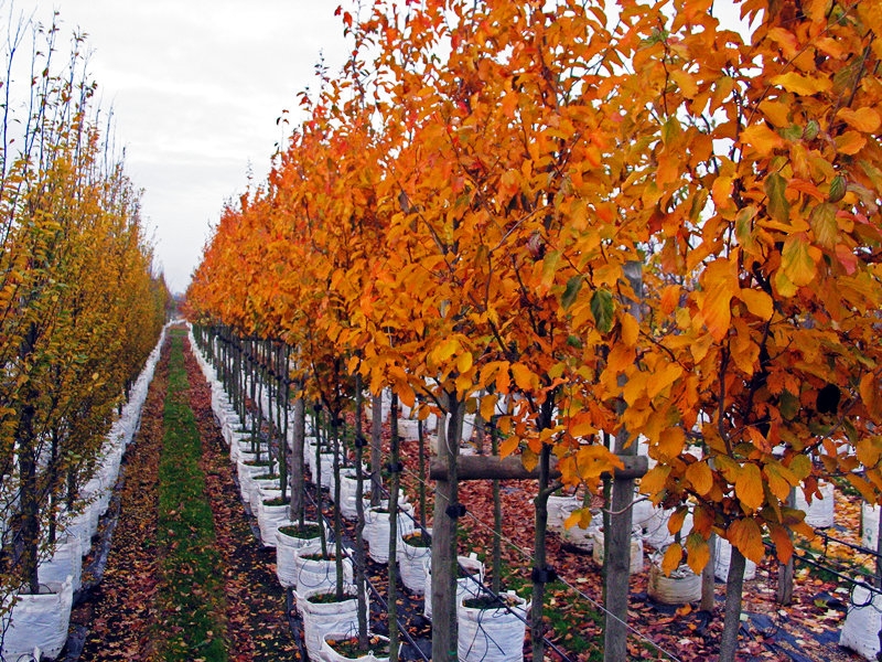 the autumn foliage of Parrotia persica Vanessa