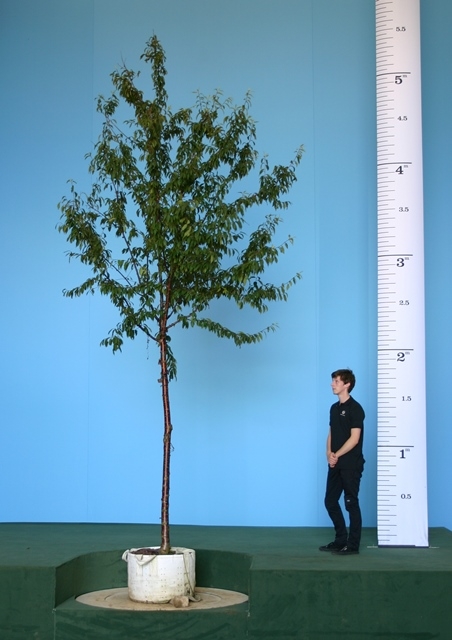 Prunus serrula Tibetica to scale 16-18cm girth
