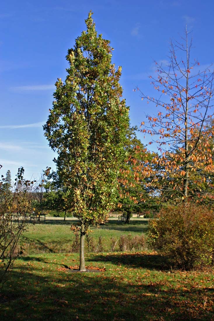 mature Quercus robur Fastigiata Koster