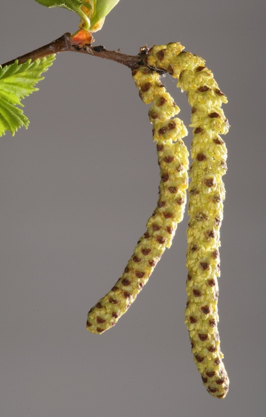 Betula pendula catkin