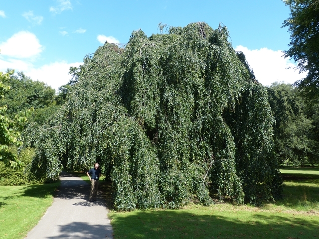 Mature Fagus sylvatica Pendula at Kew gardens