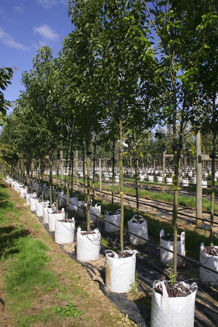 Pyrus calleryana Redspire at barcham trees