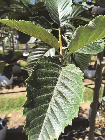 The leaves of Sorbus incana in detail