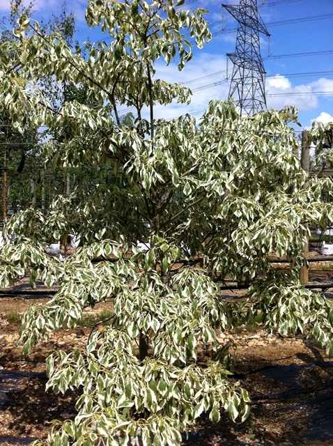 Cornus controversa Variegata foliage