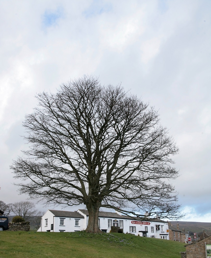 winter shot of mature Acer pseudoplatanus