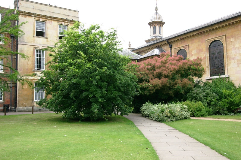 A mature Crataegus x lavalleei Carrierei