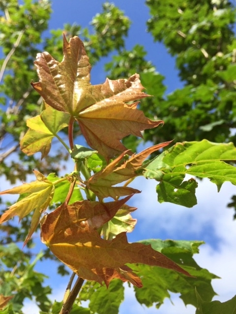 New growth on Acer plataniodes Summershade