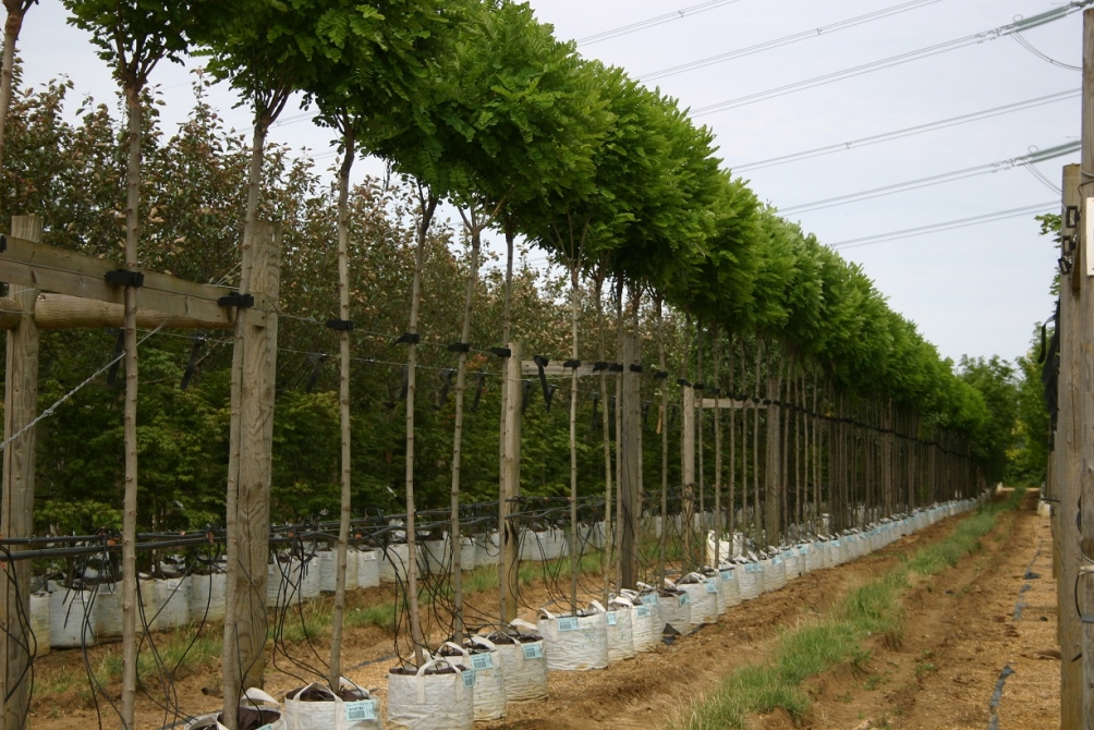 row of Robinia pseudoacacia Umbraculifera