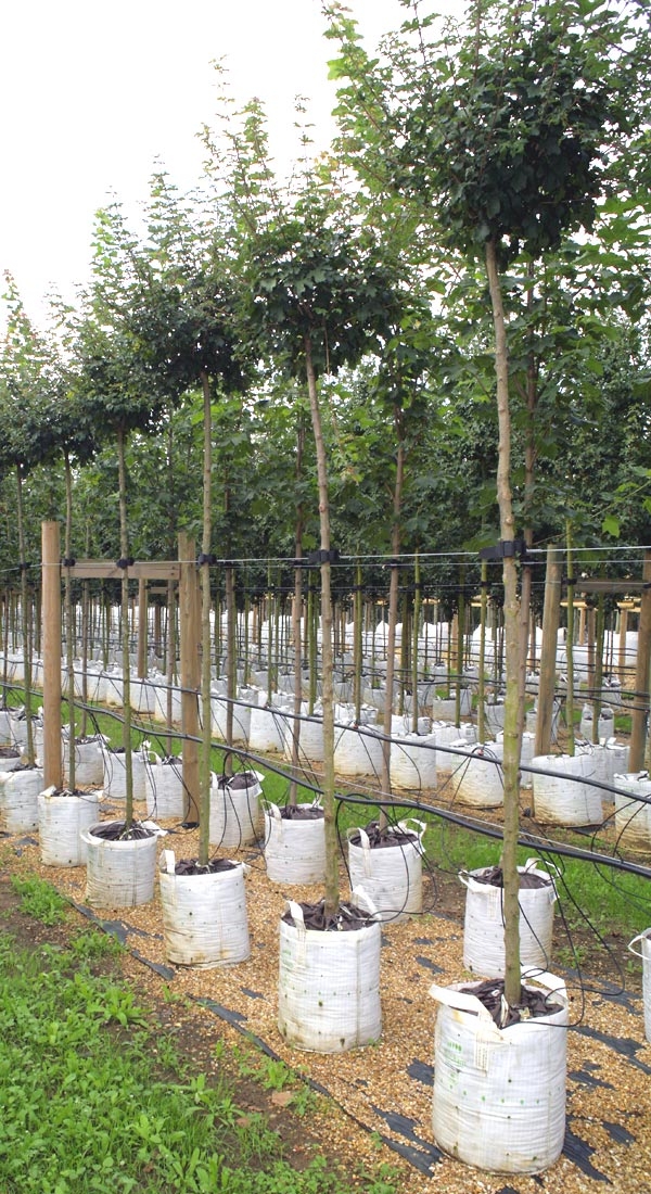 Acer campestre Nanum