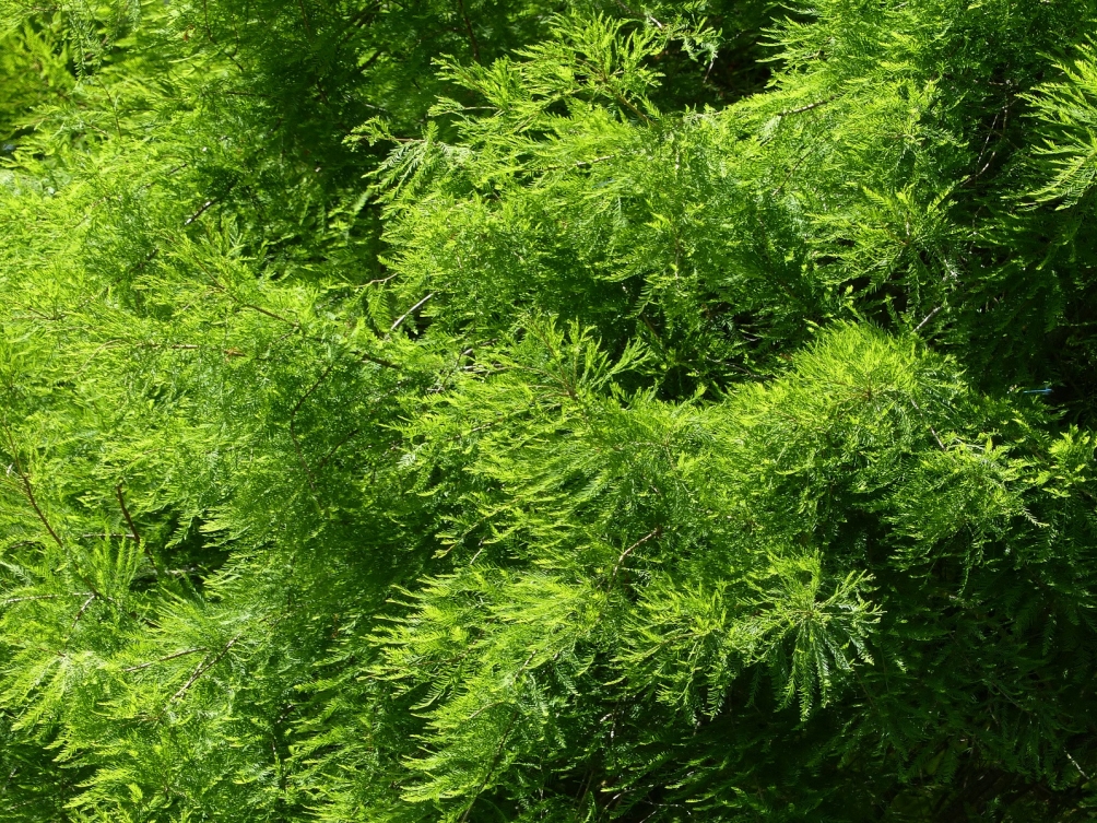 summer foliage of Taxodium distichum
