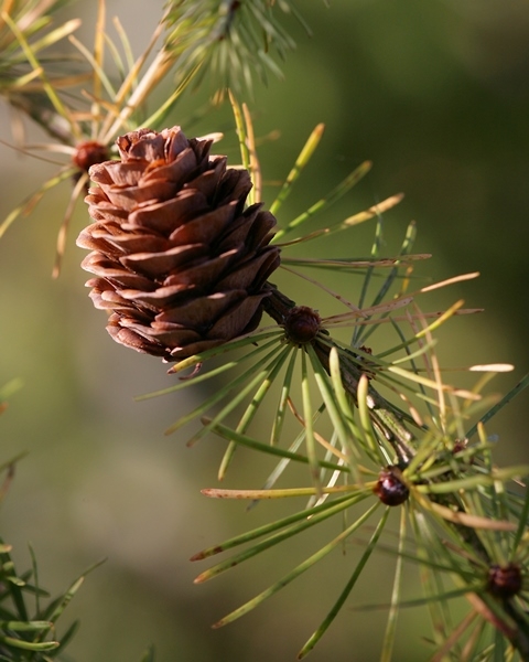 the cone of Larix  x eurolepis