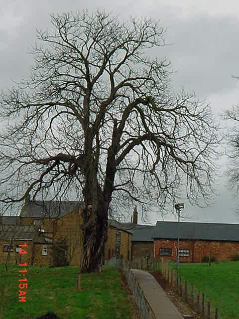 Mature Aesculus hippocastanum in winter