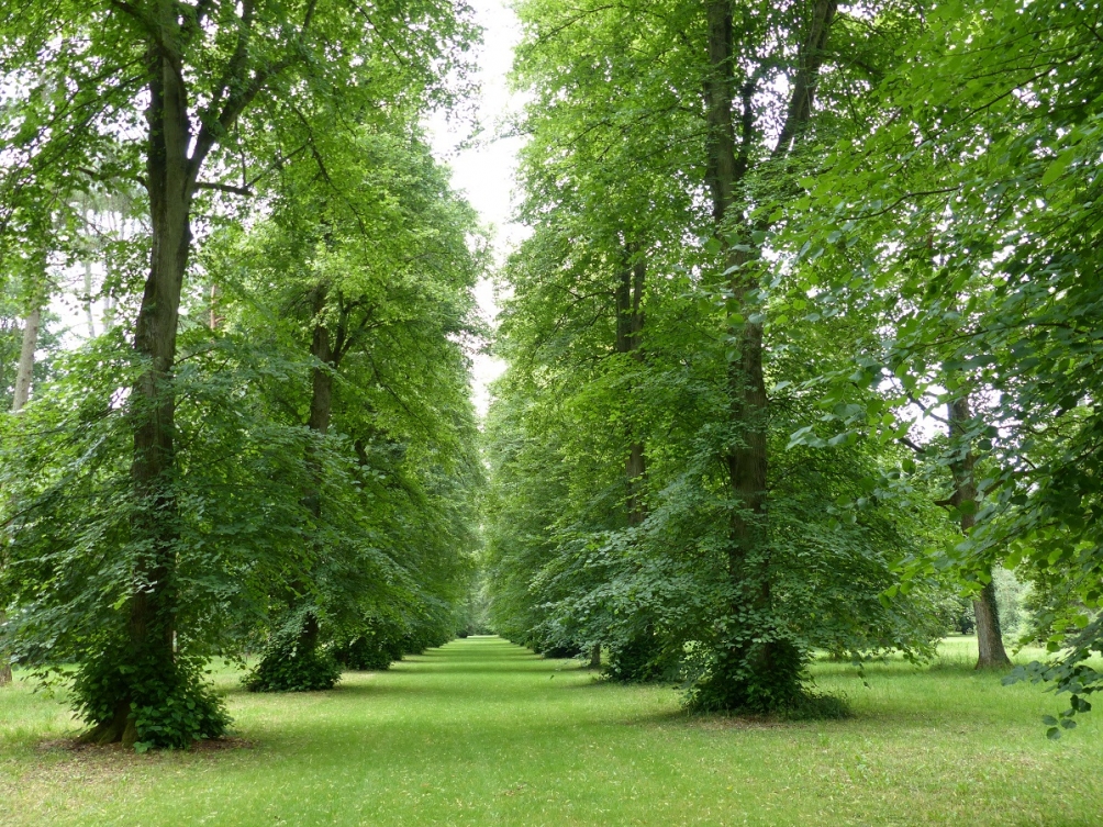 Tilia x europaea Pallida avenue at Westernbirt