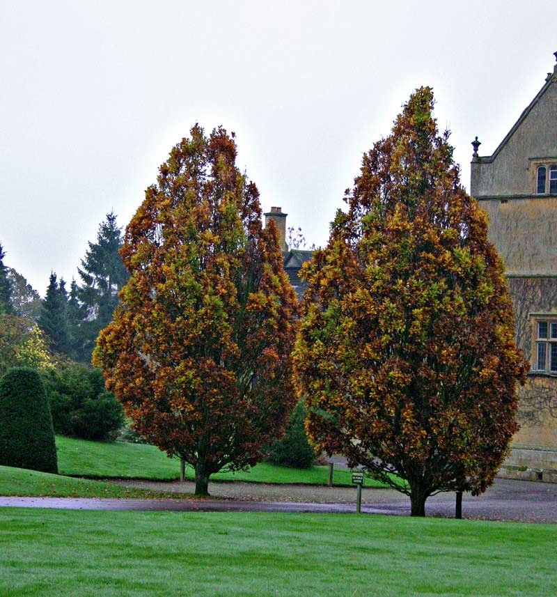 Mature Quercus robur Fastigiata Koster in autumn foliage
