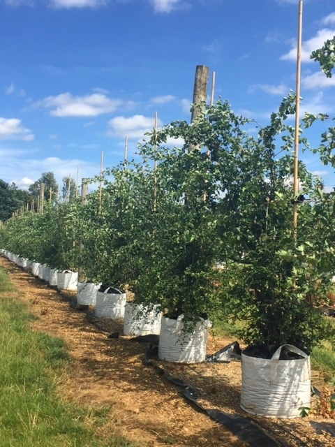 Crataegus monogyna multi stem at barcham trees