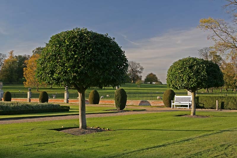 Mature Prunus lusitanica