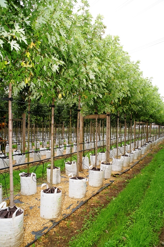 Acer saccharinum Pyramidale at barcham trees