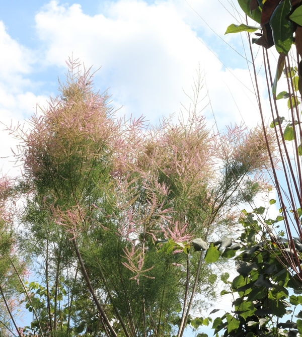 The fern like flowers of Tamarix aestivalis in summer
