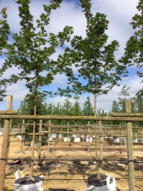 Acer plataniodes Summershade at Barcham Trees