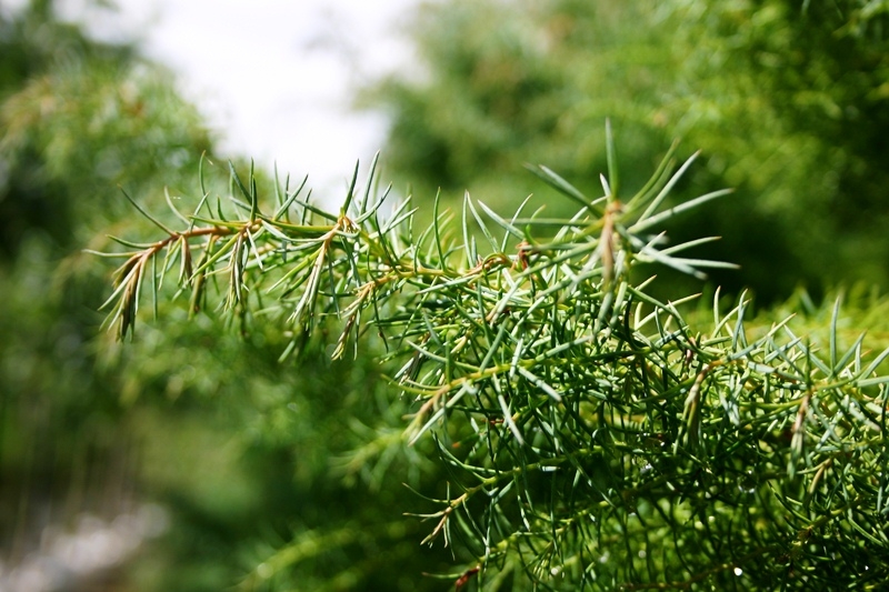the soft foliage of Cryptomeria japonica Elegans