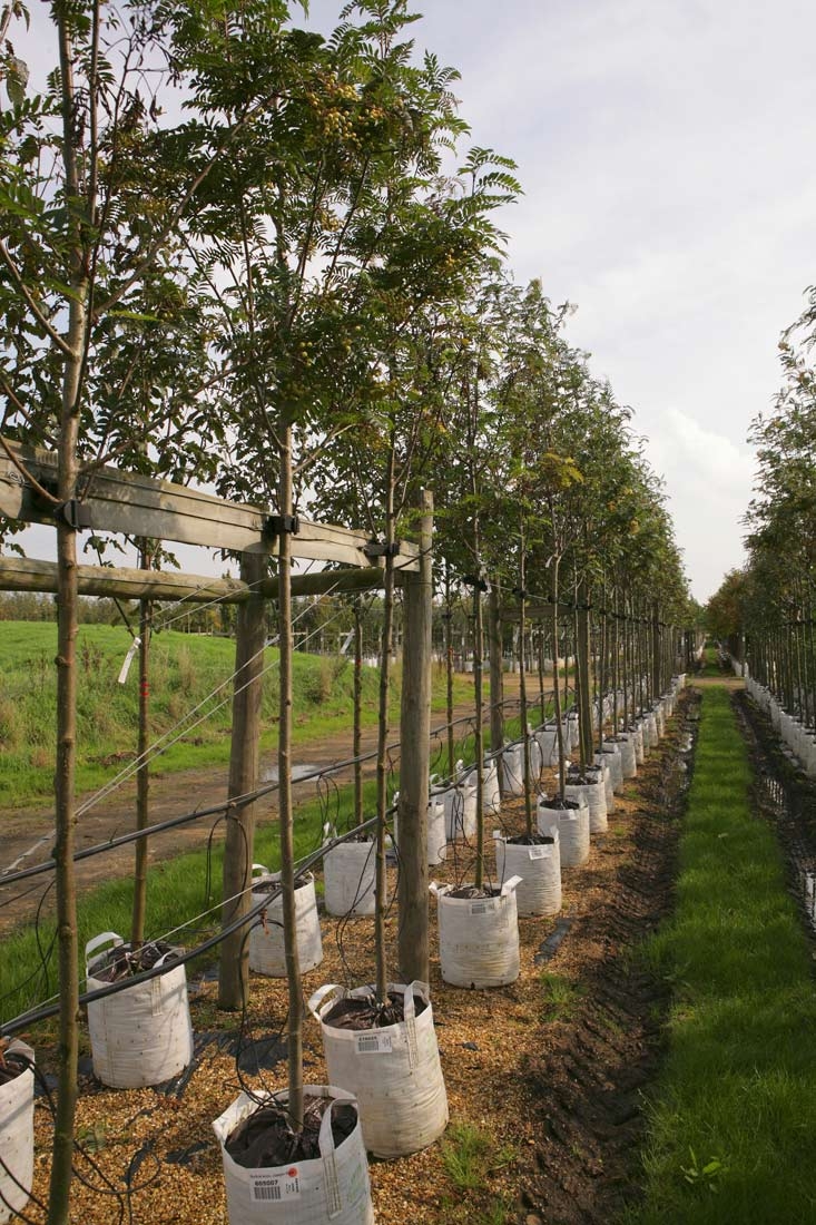Row of Sorbus aucuparia Joseph Rock on Barcham Trees nursery