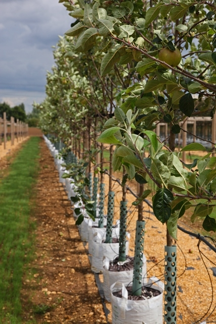 Malus James Grieve at Barcham trees