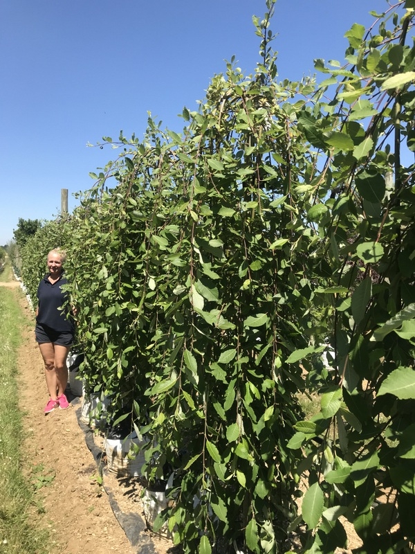 Salix caprea Pendula to scale