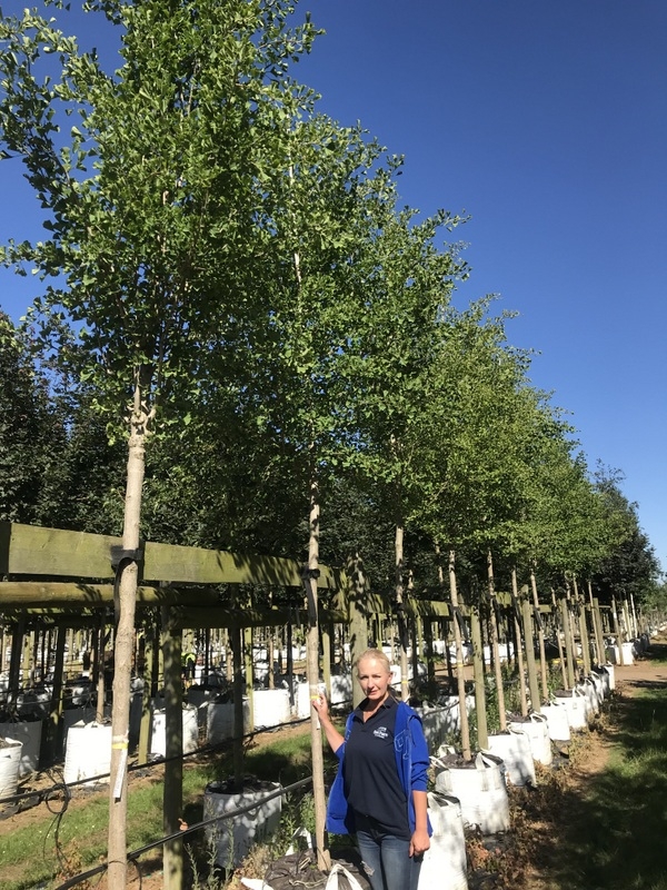 Ginkgo Biloba Princeton Sentry