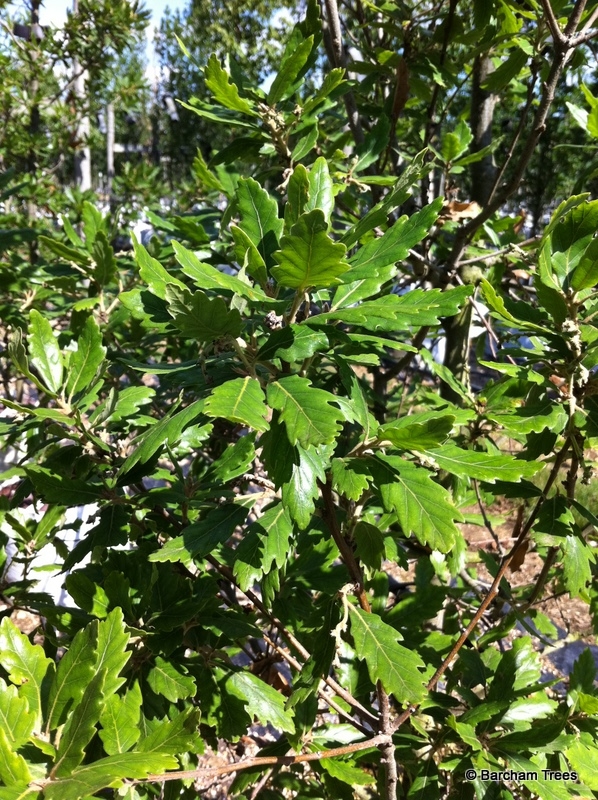 Quercus x turnerii Pseudoturnerihe foliage of