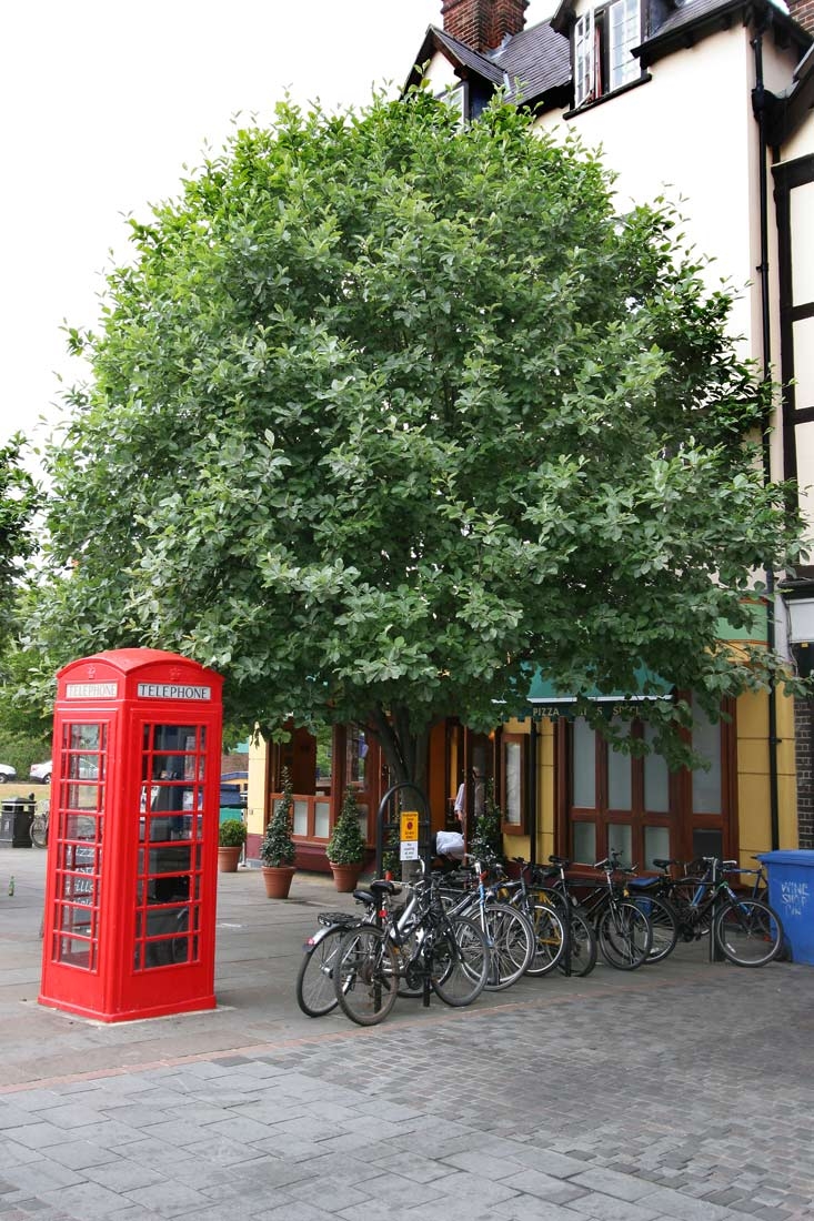 Mature Sorbus aria Lutescens