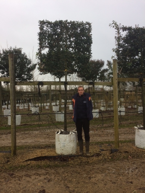Quercus ilex Pleached on the barcham trees nursery