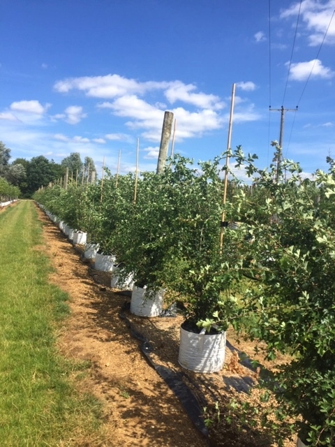 Crataegus monogyna multi stem at barcham trees