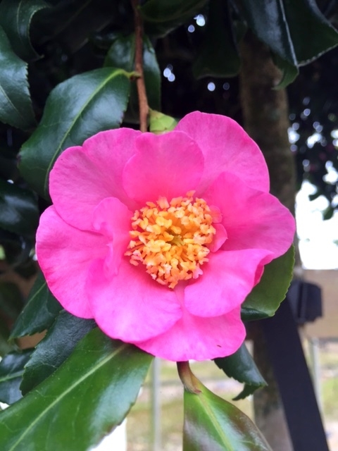 The beautiful flower of Camellia sasanqua Cleopatra