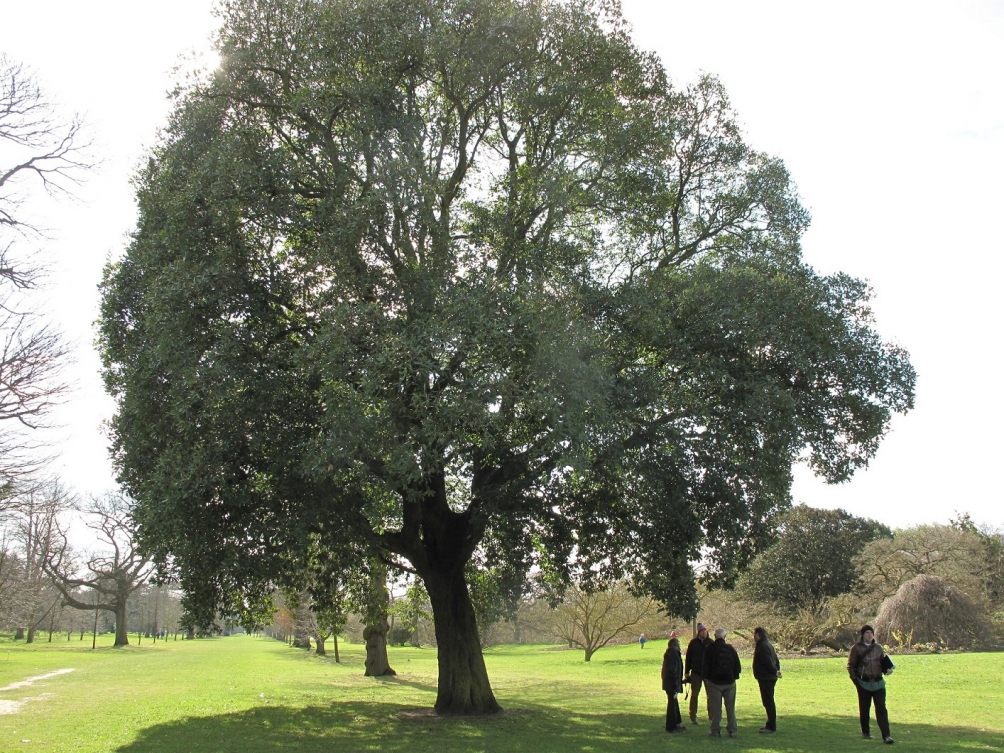 Mature Quercus x turnerii Pseudoturneri