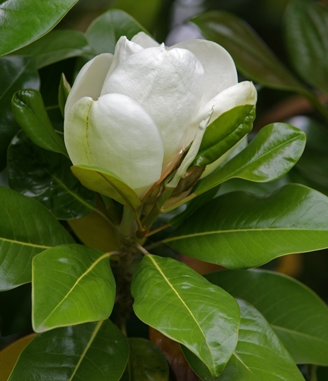 the white flower of Magnolia grandiflora Gallissonniere