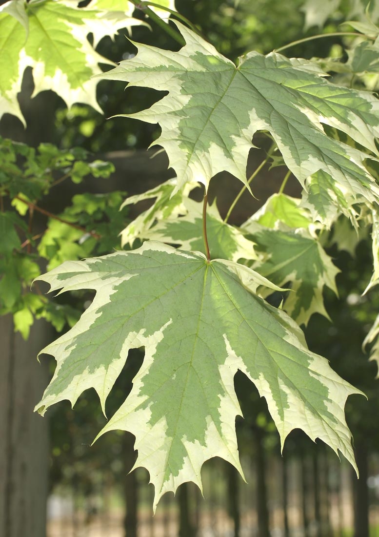 Foliage of Acer platanoides Drummondii
