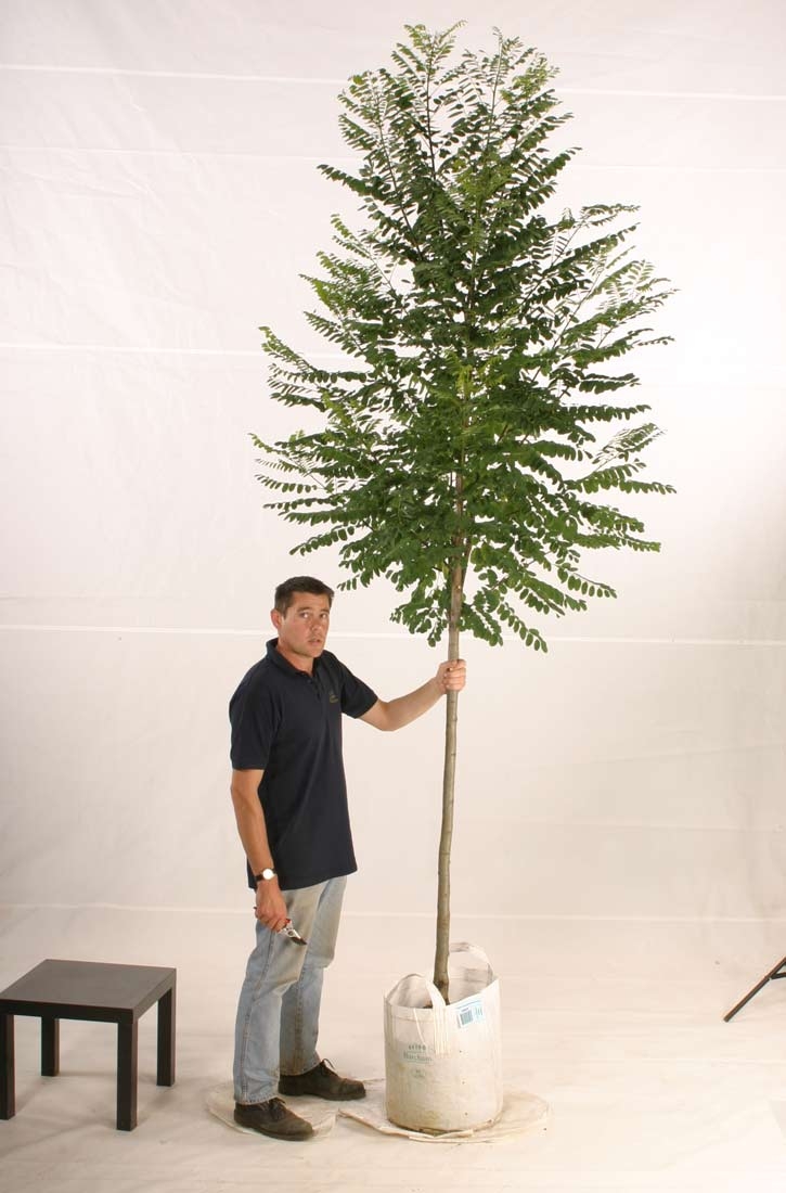 sigle specimen of Robinia pseudoacacia Bessoniana