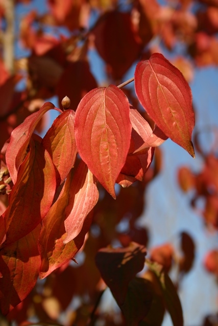 Cornus mas autumn foliage