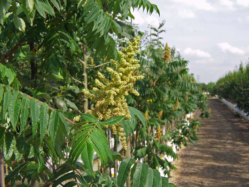 the flowers of Rhus typhina