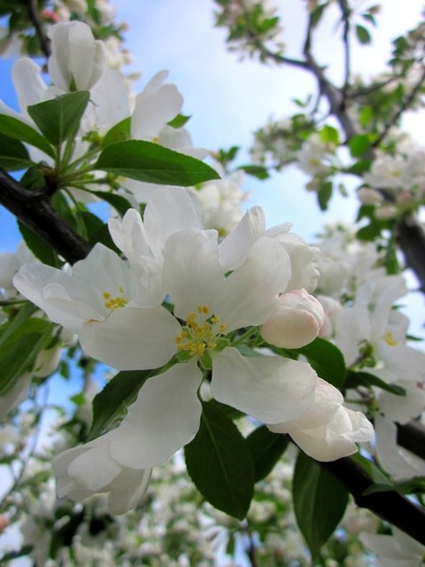 the flower of Malus John Downie in detail