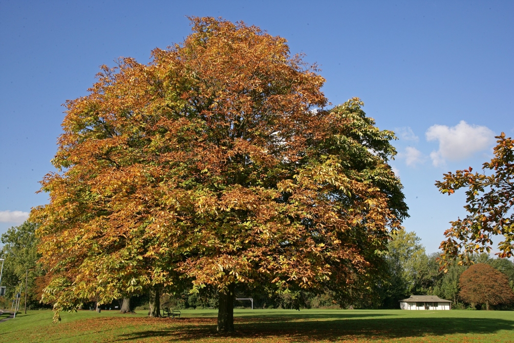 Mature Aesculus hippocastanum in autumn