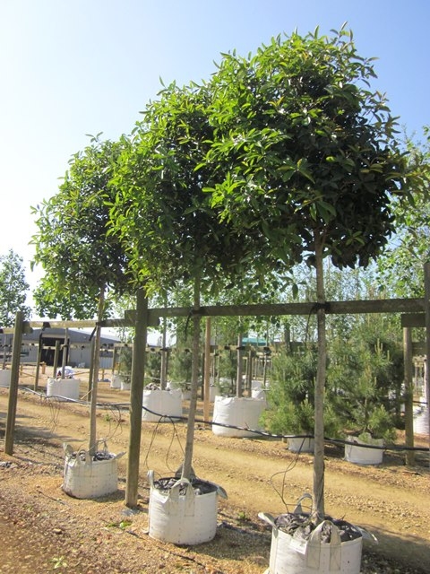 Osmanthus armathus at barcham trees