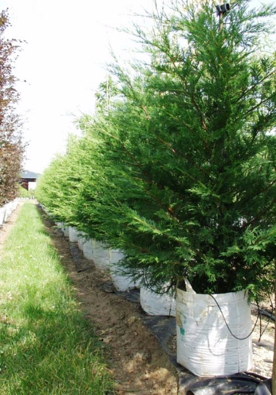 Cupressocyparis leylandii at barcham trees