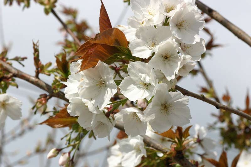 the large white flowers of Prunus Tai Haku