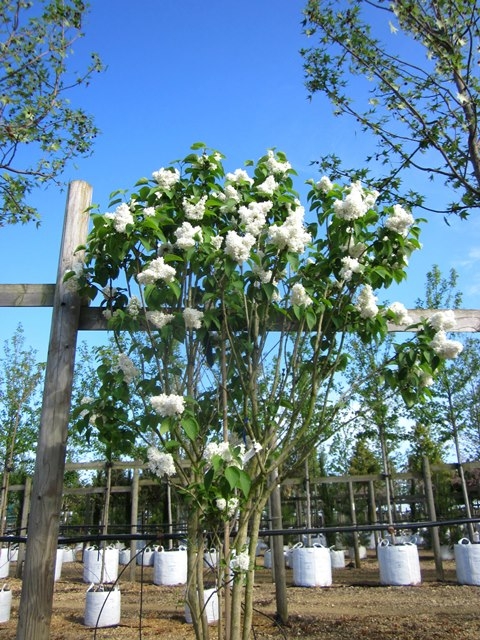 Syringa vulgaris Madame Lemoine