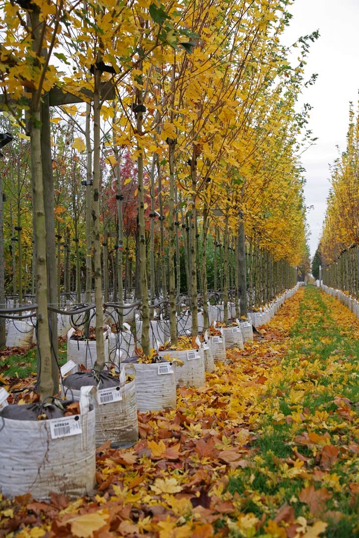 Acer campestre Elsrijk in autumn